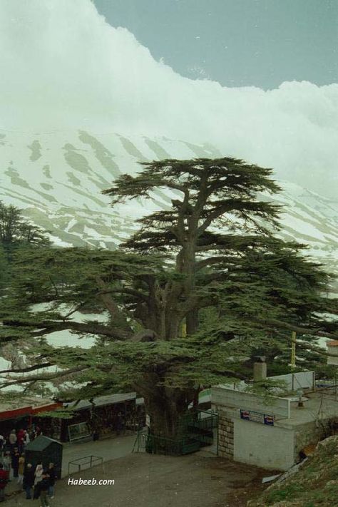 Lebanon Cedar Tree, Lebanon Tree, Cedrus Libani, Cedars Of Lebanon, Lebanon Cedar, Cedar Of Lebanon, Mount Lebanon, Cedar Grove, Cedar Tree