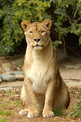 Lioness Sitting Lioness Images, Lion And Lioness, Lion Images, African Lion, Like A Lion, Lion Mane, Cat Character, Lion Tattoo, Large Cats