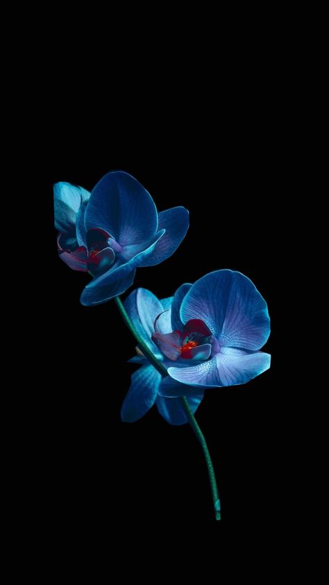 Blue Lily, Lily Of The Valley, Dark Backgrounds, Black Backgrounds, Lotus, Lily, Wallpapers, Embroidery, Flowers