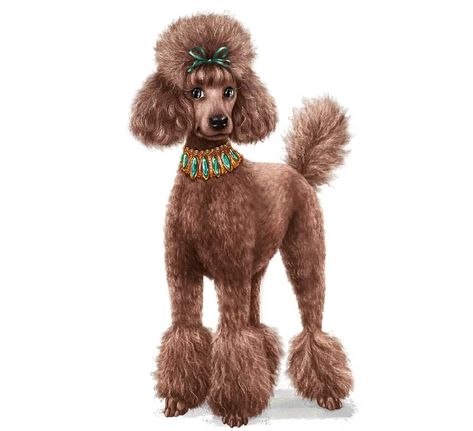 Miniature Poodle Haircuts, Standard Poodle Cuts, Poodle Puppy Cut, Hair Cut Styles, Standard Poodle Haircuts, Poodle Haircuts, Poodle Haircut Styles, Miniature Poodle Puppy, Sheepadoodle Puppy