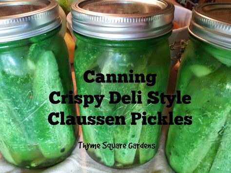 Growing Pickling Cucumbers, Deli Pickles Recipe, Crispy Dill Pickles, Claussen Pickles, Crispy Pickles Recipe, Canning Pickles, Canning Fruit, Canned Food Storage, Homemade Food Gifts