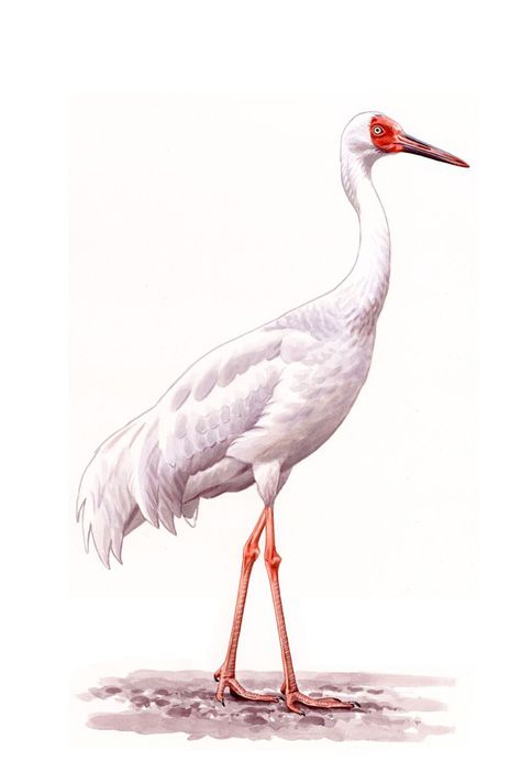 Sandhill Crane Drawing, Whooping Crane Drawing, Crane Watercolor, Siberian Crane, Crane Illustration, Crane Illustration Japanese, Crane Drawing Construction, Red Crowned Crane Illustration, History Illustration