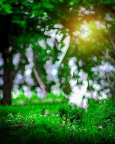 Image may contain: plant, grass, tree, outdoor and nature Dslr Blur Background, Blur Image Background, Photoshop Backgrounds Free, Blurred Background Photography, Blur Background Photography, Pink Background Images, Blur Photo Background, Photo Background Images Hd, Background Images For Editing