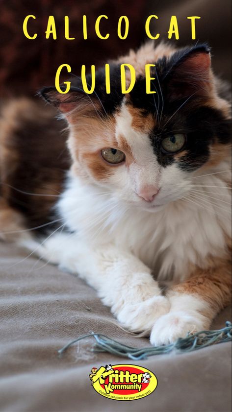 Calico Cat Guide Calico Cat Facts, Cat Lover Tattoo, Cat Guide, Cat Lover Quote, Calico Kittens, Cat Lover Birthday, Cat Advice, Money Cat, Cat Lovers Humor