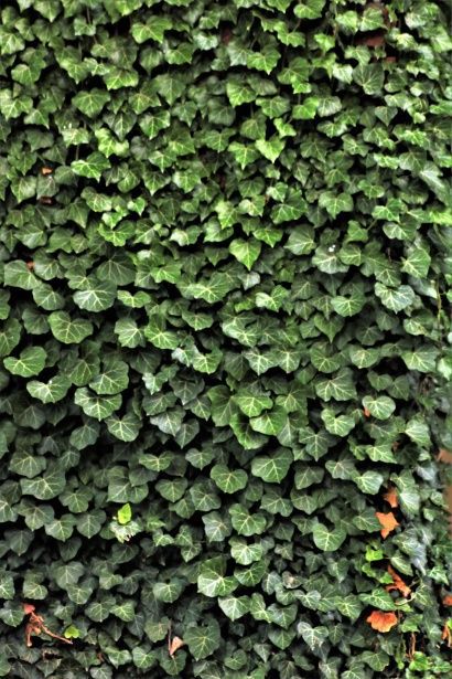 Ivy On Wall, Ivy Background, Robot Drawings, Green Academia, Ivy Wall, Pantone Colour Palettes, Green Ivy, Brick Wallpaper, Wall Background