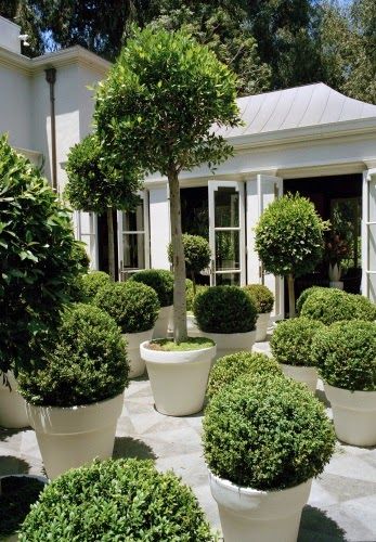 kensington bliss: Boxwoods in Landscape Design... Boxwood Garden, Topiary Garden, White Planters, Potted Trees, Formal Gardens, Garden Pathway, Gorgeous Gardens, Shade Garden, Dream Garden