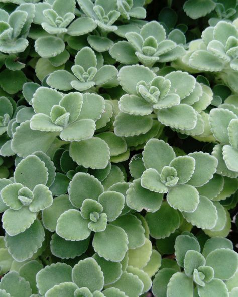 Plectranthus tomentosa, a soft little succulent with a scent that reminds many people of Vicks Vaporub, although having never smelled either, I can't confirm or deny! (Image: Kelly Doak) #bcss #succulents #plectranthus Vicks Plant, Parlor Palm, Succulent Collection, Mint Plants, Succulent Cuttings, Chinese Evergreen, Pothos Plant, Bathroom Plants, Vicks Vaporub