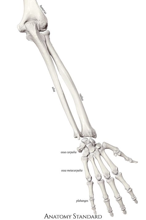 The posterior aspect of the ulna, radius, carpal, metacarpal bones, and phalanges. Arm Bones Drawing, Bones Of The Arm, Bones Reference, Skeleton Drawing Easy, Bone Reference, Skeleton Art Drawing, Ulna Bone, Bones Drawing, Human Body Bones