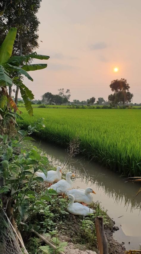 Assamese Aesthetic, Indian Countryside, Province Life, Billiards Aesthetic, Agriculture Pictures, Mekong Delta Vietnam, Best Landscape Photography, Paddy Field, Beautiful Summer Wallpaper