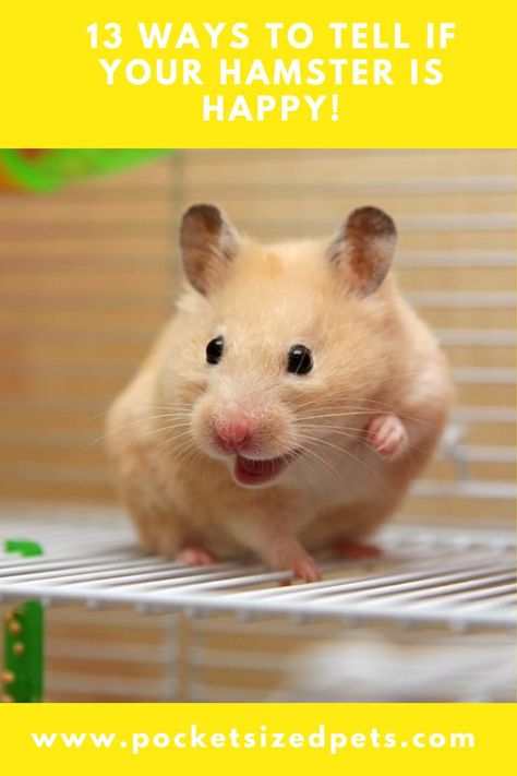 Hamster Diy, Hamster Life, Prey Animals, Hamster Care, Baby Hamster, Syrian Hamster, Exercise Wheel, Not Well, Pocket Pet