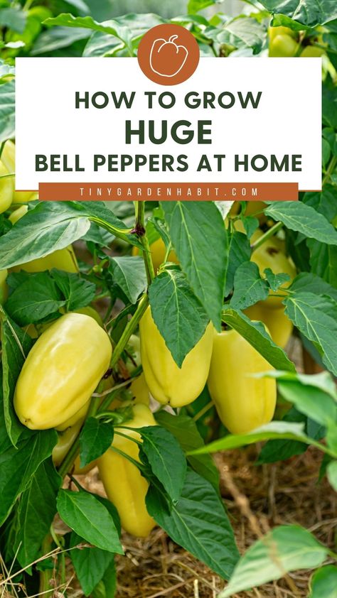 Watering Bell, Heat Loving Plants, Gardening Peppers, Plant Grafting, Growing Vegetables At Home, Growing Bell Peppers, Fruit Tree Garden, Growing Peppers, Garden Problems