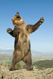 Just Continue That Thought...: “Our attitude is the primary force that will deter... Bear Standing, Funny Bears, Big Animals, Bear Pictures, A Thought, Love Bear, Bear Art, Grizzly Bear, Big Bear