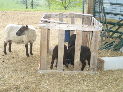 DLS Shetlands: Homemade creep feeder Goat Projects, Sheep Feeders, Farm Goats, Goat Feeder, 4h Projects, 4h Ideas, Jacob Sheep, Goat Barn, Boer Goats