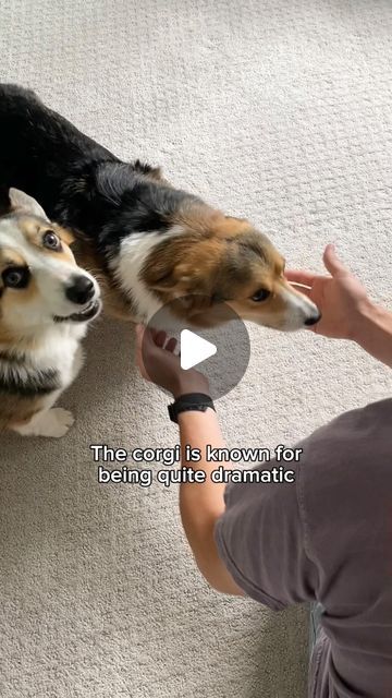 Funny Corgi Videos, Funny Corgi Pictures, Corgi Stuffed Animal, Corgi Videos, Corgi Gif, Funny Corgi, Corgi Puppies, Corgi Pictures, Corgi Gifts