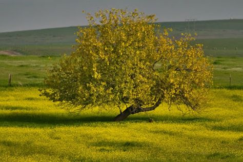 Mustard Seed Church Mustard Seed Plant, Mustard Tree, Mustard Plant, Leafy Plants, Tall Trees, Different Plants, Tree Leaves, Annual Plants, Growing Tree