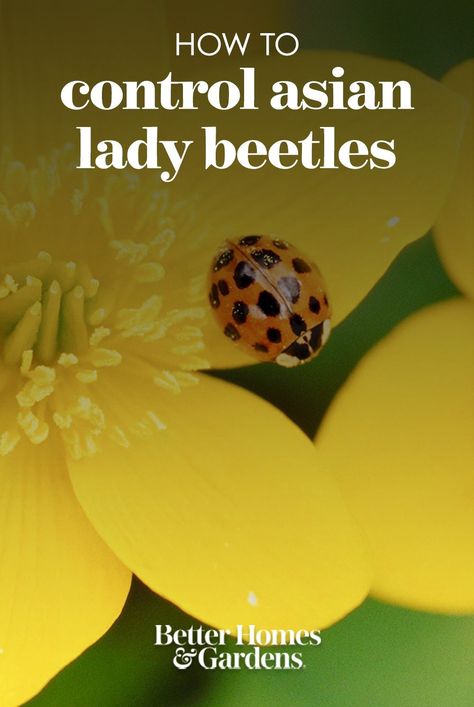 These beetles will invade your home in the fall and can bite! How To Get Rid Of Asian Lady Beetles, Asian Beetle Trap Diy, Asian Beetles How To Get Rid Of, Killing Japanese Beetles, Asian Lady Beetles, Asian Beetle, Bug Infestation, Yellow Ladybug, Handbag Styles