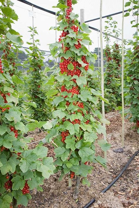 Espalier Fruit Trees, Fruit Tree Garden, Food Forest Garden, Fruit Bushes, Growing Fruit Trees, Strawberry Garden, Strawberry Plants, Veg Garden, Forest Garden