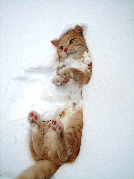 in the snow... Animals Jokes, Snow Cat, Winter Cat, Cat Post, Snow Dogs, Jokes Funny, Ginger Cats, Cat Aesthetic, Cute Kittens