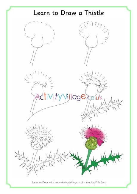 Learn to draw a thistle How To Draw A Thistle Step By Step, How To Draw A Thistle, Thistle Line Drawing, Thistle Drawing Simple, Scottish Thistle Drawing, Thistle Drawing, Ornamental Lettering, Scottish Thistle Art, Thistle Painting