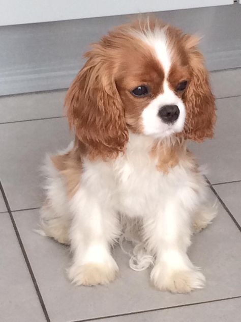 Cavalier King Spaniel, King Spaniel, King Charles Puppy, Cavalier Puppy, Cavalier King Charles Dog, Cavalier Spaniel, King Charles Dog, King Charles Cavalier Spaniel Puppy, Super Cute Puppies