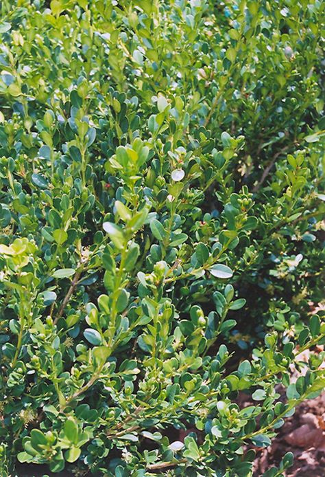 Click to view full-size photo of Wintergreen Boxwood (Buxus microphylla 'Wintergreen') at Oakland Nurseries Inc Korean Boxwood, Buxus Microphylla, Wintergreen Boxwood, Sammamish Washington, Boxwood Landscaping, Evergreen Hedge, Side Bed, Mountain Nursery, Front Landscaping