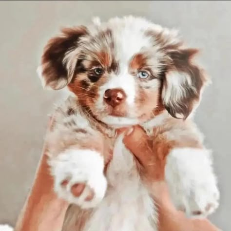 Cute Dog Wallpaper, Cutee Animals, Very Cute Puppies, Really Cute Puppies, Super Cute Puppies, Cute Dog Photos, Cute Animals Puppies, Very Cute Dogs, Baby Animals Pictures