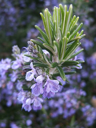 Rosemary may increase alertness and improve memory. To stay sharp, try smelling fresh rosemary or inhaling the scent of rosemary essential oil before a test or meeting.  #Health #Houston #Psychiatrist #DrLawrenceDGinsberg Natural Mosquito Repellent Plants, Plant Rosemary, Plants That Repel Mosquitoes, Rosemary Herb, Growing Rosemary, Rosemary Plant, Herb Garden In Kitchen, Natural Mosquito Repellant, Sun Loving Plants