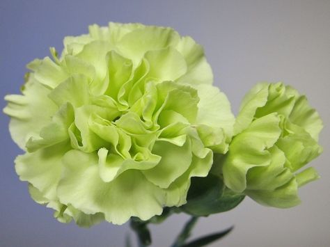 Light green carnation Maurice Book, Carnation Tattoo, Flower Carnation, Green Carnation, Carnation Bouquet, Individual Flowers, Carnation Flower, Nature Life, Rare Flowers