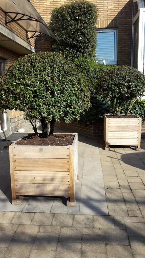 Osmanthus muchrooms in wooden planters Osmanthus Burkwoodii, Wooden Planters, Pool Landscaping, Landscaping, Pool, Plants, Design