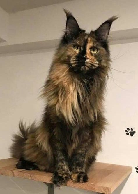 Large Cats Domestic, Mainecoon Cat Orange And Black, Mainecoon Cat Calico, Calico Mainecoon Cat, Tortoise Shell Mainecoon, Tortishell Mainecoon, Calico Maine Coone, Mancoon Cats, Aesthetic Cat Tattoo