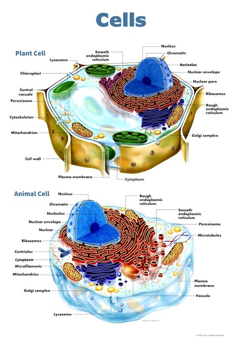 Cell Biology Notes, Plant Cell Diagram, Animal Cell Project, Biology Diagrams, Cell Diagram, Biology Plants, Biology Poster, Animal Cells, Plant And Animal Cells