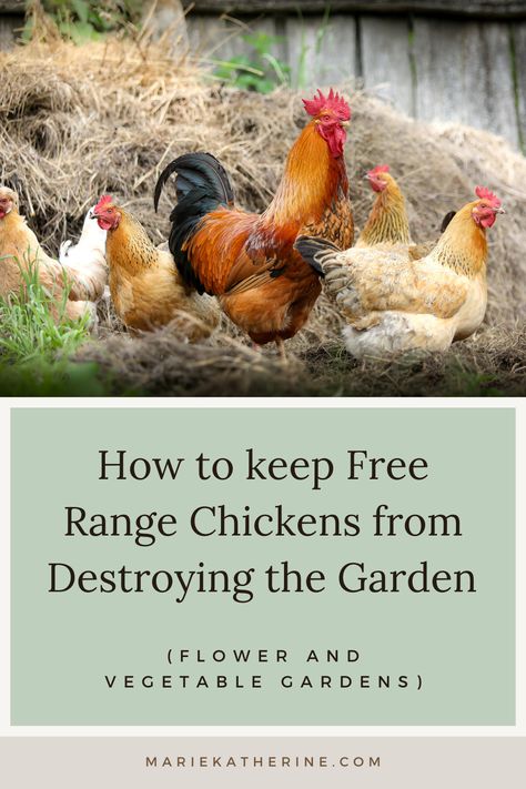 Will Free-Range Chickens Eat my Garden? The short answer is yes. Chickens can be very destructive in the garden. Not only do they eat young plants, but they also love to scratch and dig in loose soil or mulch. Luckily, there are some very simple solutions to protecting your garden and young plants! Getting Chickens, How To Keep Chickens, Duckling Care, Chicken Raising, Types Of Chickens, Chicken Eating, Raising Backyard Chickens, Backyard Poultry, Keeping Chickens