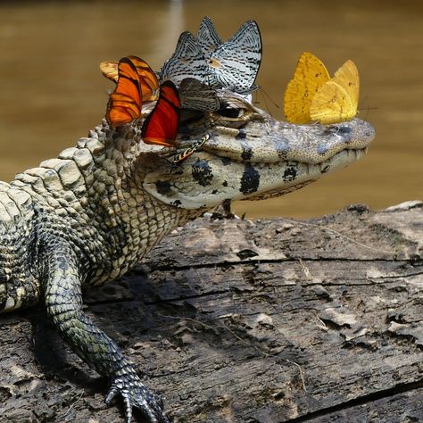 This Tiny Alligator Doesn't Care It's Surrounded by Butterflies Wallpaper Dog Aesthetic, Animals And Pet Supplies, Dog Tattoo Ideas, Wallpaper Dog, Aesthetic Dog, Dog Aesthetic, Animal Illustration Art, Cute Reptiles, Unusual Animals