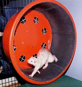 DIY Ferret Exercise Wheel - PetDIYs.com Ferret Ideas, Ferret Diy, Ferret Accessories, Ferret Stuff, Ferret Toys, Ferrets Care, Baby Ferrets, Ferret Cage, Hamster Wheel