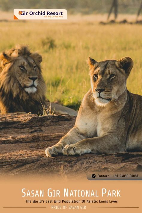 Last Wild Population of Asiatic Lions Lives Gir National Park, Sasan Gir, Gir Forest, Asiatic Lion, Jungle Safari, In The Wild, The Wild, Swimming Pools, Orchids