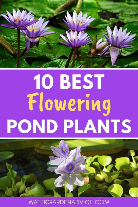 Flowering pond plants help to beautify a garden pond. Here are 10 easy to grow flowering plants for your pond. #gardenponds #pondplants #watergarden Easy Pond Plants, Pond Flowers Landscaping, Plants For Ponds Water, Plants For Ponds Landscapes, Best Pond Plants, Patio Pond Plants, Container Pond Plants, Fairy Garden Plants Outdoors, Plants Around Ponds Landscaping