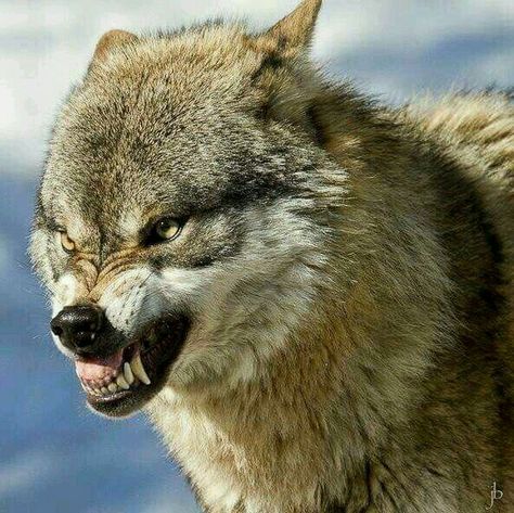 Go to McDonald's, how dare you! It's Chick-fil-A or nothing! Hungry Wolf, Snarling Wolf, Wolf Poses, Angry Wolf, Wolf World, Wolf Husky, Angry Animals, Wolf Hybrid, Wolf Images