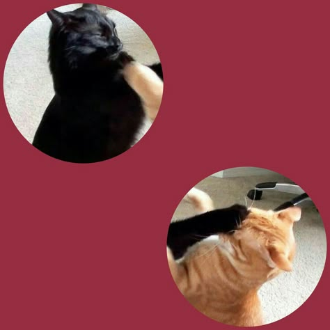 Matching Cat Pfp Friends, Besties Funny, Deadpool Y Spiderman, Dog Match, Bff Matching, Best Friend Match, Match Profile, Cat Profile, Best Friends Cartoon