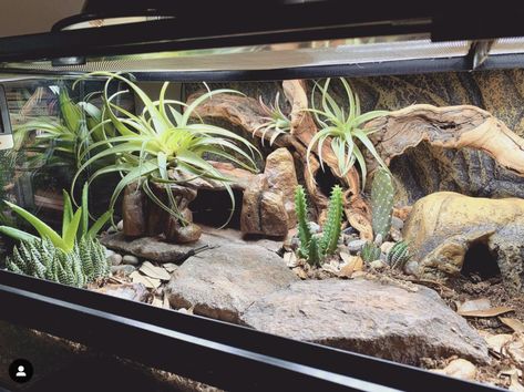 Amazing Pet Enclosures Naturalistic Leopard Gecko Terrarium, Arid Bioactive Vivarium, Arid Reptile Terrarium, Reptile Stand Ideas, Leopard Gecko Natural Habitat, Lizard Enclosure Ideas, Bioactive Leopard Gecko Enclosure, Leopard Gecko Vivarium, Bearded Dragon Bioactive Vivarium