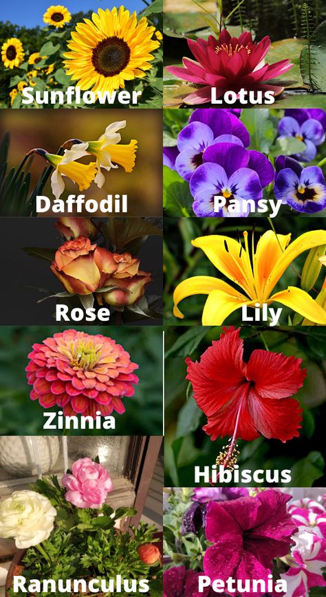 #Gardening #SummerGarden #SummerFlowers #Flowering Plants Indian Summer Flowers, All Season Flowering Plants In India, Summer Tree Ideas, Indian Flowers Plants, Flowering Plants In India, Indian Plants, Summer Flowering Plants, Outdoor Flowering Plants, Type Of Plants