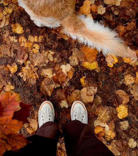 #autumn #aesthetic #autumnaesthetic #leaves #orange #fall #fallaestheticbackground #dog #autumndog Autumn Dog, Orange Dog, Dog Aesthetic, Autumn Aesthetic, Orange