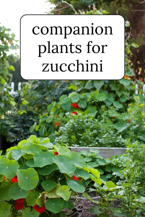 Don't let your zucchinis be the loners at the garden party! These versatile veggies are the life of the party when paired with the right companions. From marigolds to nasturtiums, we've got the inside scoop on the best sidekicks for your summertime squash. Get ready to #squadgoals your way to happy, healthy plants and a bountiful harvest. https://nourishandnestle.com/zucchini-companion-plants/ Zucchini Companion Plants, Greenhouse Diy, Companion Planting Guide, Potatoes Green Beans, Growing Zucchini, Nitrogen Fixation, Zucchini Plants, Companion Gardening, Cucumber Beetles