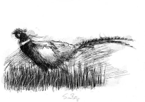 Goose Sketch, Pheasant Art, Henn Kim, Black And White Birds, Enchanted Wood, Charcoal Sketch, Sketch A Day, Fine Art Drawing, Art Drawings Sketches Creative