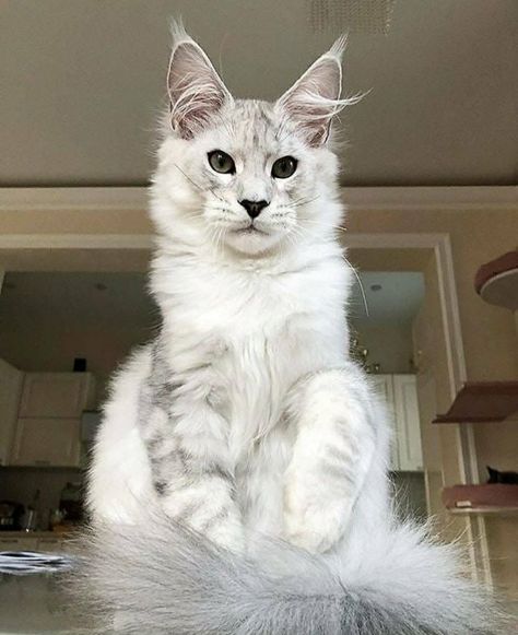 Grey And White Mainecoon Cat, Grey Mainecoon Cat, White Mainecoon Cat, Mainecoon Cat Aesthetic, Maine Cooney Cats, Majestic Cats, Maincoon Cat, Silly Cars, Mainecoon Cat