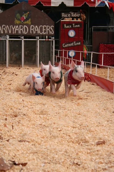 Pig Races, County Fair, Kids Shows, Race Track, Kids Decor, Pigs, Farm Animals, Photo Image, Royalty Free Stock Photos