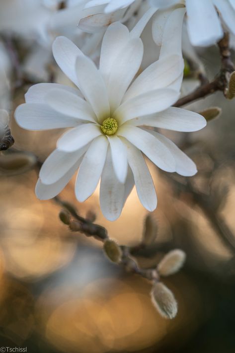 Star Magnolia, Magnolia Stellata, Evening Star, Macro Flower, Flower Motif, Botanical Garden, Mother Earth, Botanical Gardens, Magnolia