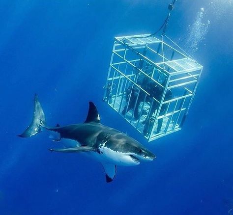 Shark cage diving Shark Cage Diving Aesthetic, I Heart Sharks, Cage Diving With Sharks, Ocean Museum, Shark Cage Diving, Shark Cage, Pogue Life, Shark Diving, Adrenaline Rush