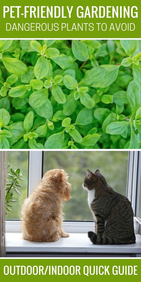 Pet-Friendly Gardening Dangerous Plants to Avoid Dangerous Plants, Pet Friendly House Plants, Benadryl For Cats, Dog Friendly Garden, Toxic Plants For Cats, Plants Pet Friendly, Living With Dogs, Cat Plants, Pet Friendly House