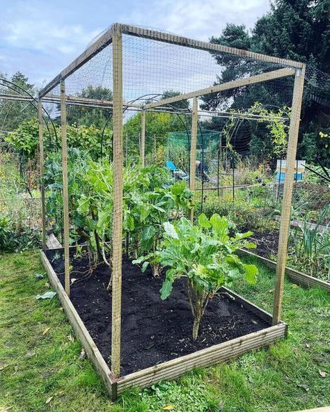 Brassica Cage, Garden Cages, Allotment Ideas, Landscaping Ideas, Sheffield, Perennials, Landscaping, Shed, Plants