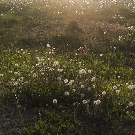 Dark Academia Widget, Green Academia Aesthetic, Green Academia, Dark Naturalism, Green Pictures, Dark Green Aesthetic, Dark Academia Aesthetic, Spring Aesthetic, Academia Aesthetic